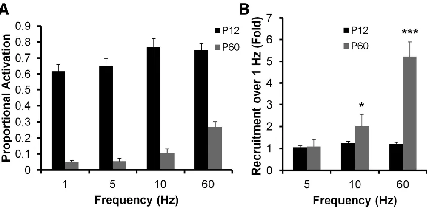 Figure 3.7. Increased θ and γ frequency recruitment of DGCs during postnatal 