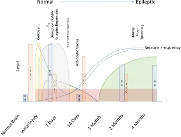 Figure 5.1 Time course of epileptogenesis in the DG. Schematic illustration of the sequence of 