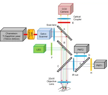 Table 3.1. Specifications for VSD and calcium imaging probes 