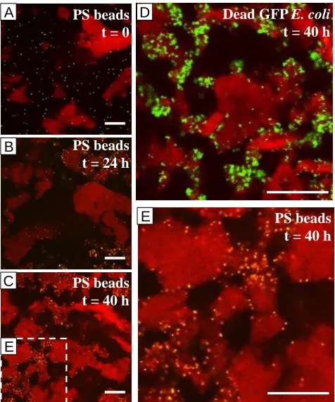 Figure 2.6. Inert colloids in casein-xanthan phase separating system imaged by CLSM. Casein is stained red by Rhodamine B, green are green fluorescent polystyrene (PS) beads (A,B,C,E) or spectinomycin-killed GFP E