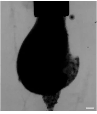 Figure 2.8. Frame from pendant drop experiment in which 10 wt% casein was eluted into 0.1 wt% xanthan