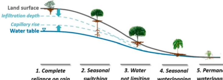 Figure 1. The variation of plant rooting depths along a hillslope proﬁle, showing the impact of HAND (Height Above the Nearest Drainage)on rooting depth (Taken from Fan et al., 2017 by permission of PNAS).
