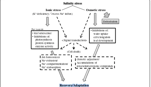 Figure 1 A schematic summary of the stresses that plants suffer under high salinity growth condition and the correspondingresponses that plants use in order to survive these detrimental effects.