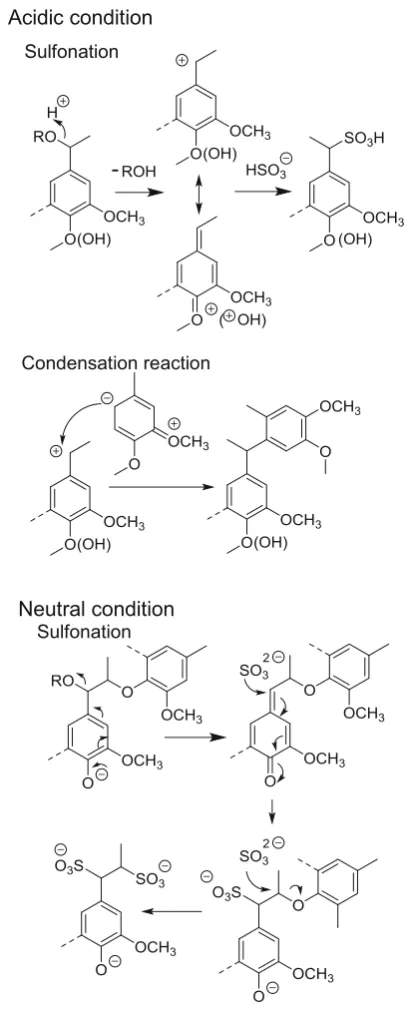 Fig. 4 Typical reactions of lignin during sulﬁte pulping process[47–51]