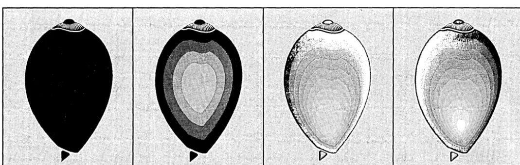 Figure 5 - Four Progressions of Wes' Computer Artwork. 
