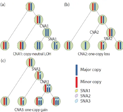 Figure 2.2: Three cases of SNA-CNA phase and order. Different phases and orders of CNA 