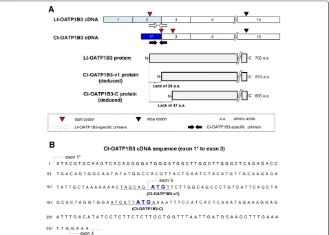 Figure 1 Schematic illustration of the Ct-OATP1B3 cDNA structure and its predicted translation products
