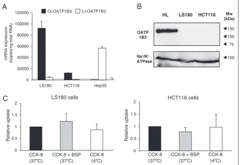 Figure 6 Protein expression and functional analysis of Ct-OATP1B3 in colon cancer cell lines