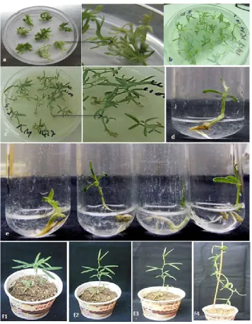 Fig. 2. Effect of different types of basal media on root induction percentage.  Results are expressed as mean ± SE for triplicate  experiments