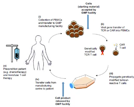 Figure 1-1. Overview of adoptive T cell therapy.  Adoptive T cell therapy (ACT) is the process of removing patients’ peripheral blood mononuclear cells (PBMCs), isolating the T cells, and modifying them for therapeutic purposes prior to returning to the pa