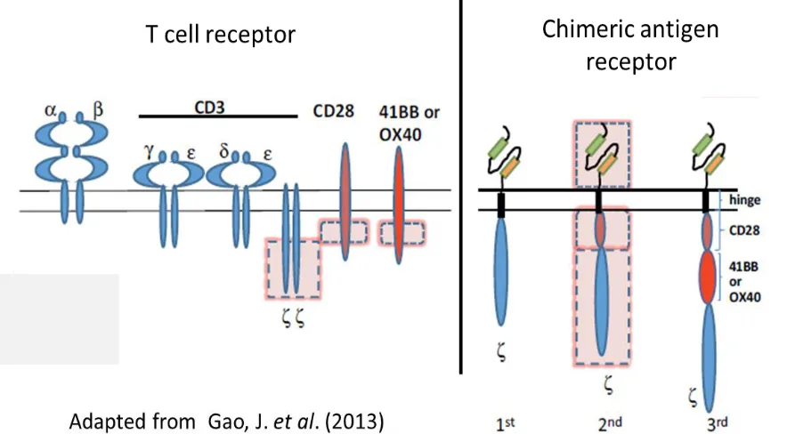 Figure 1-2. Comparison of T cell receptor (TCR) and chimeric antigen receptor (CAR) structure