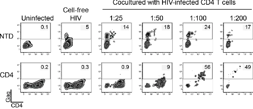 Figure 2-3. CD4 CAR Transduced CD8 T cells are not infected by cell-free HIV.  Primary human CD8 T cells were activated and either left NTD or transduced with an optimized CD4 CAR lentiviral expression vector (EF1α promoter, CD8α transmembrane domain)