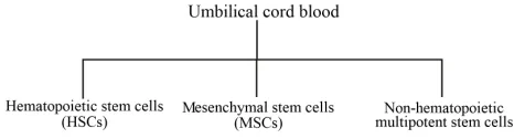 Figure 2. Umbilical cord blood contains at least three popula- tions of stem cells. Each has its unique molecular and cellular properties