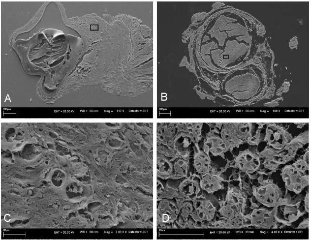 Figure 3. Scanning electron microscopy images, midgraft section A and C: Polyurethane tube after 4 weeks implantation; B and D: Healthy nerve