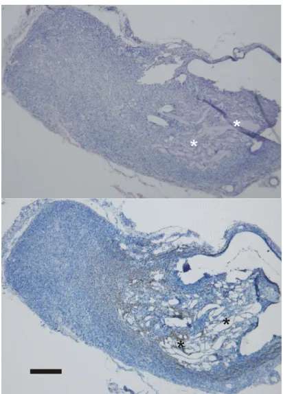 Figure 5. Alginate residues in tissue growing around tube graft visible as amorphous substance