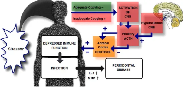 Figure 1. Model of the effects of chronic stress on Adapted from Kimberly  the immune system and periodontal disease, ACTH, adrenocorticotropichormone;  CNS, central nervous system; CRH, corticotropic-releasing hormone; IL-1, interleukin-1; MMP, matrix met