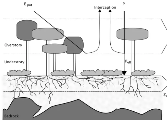 Figure 1. Schematic representation of a forest stand, together with the simpliﬁcations used in this study