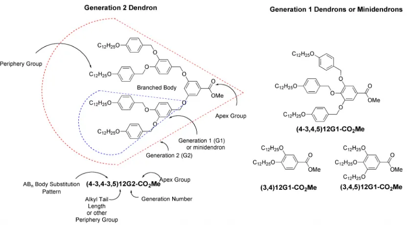Figure 2.1 - Nomenclature for Percec-type dendrons (left) and generation 1 (G1) dendrons/minidendrons (right)
