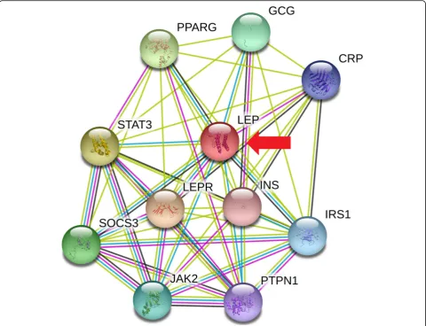 Fig. 7 Functional association network of the leptin with other important proteins in the cellular metabolic system