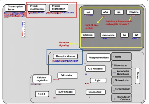 Figure 1 MapMan-based visualization of the differentially expressed genes involved in ‘regulation overview’ in the microarray analysisof the rice variety Kavya after infestation with GMB4M