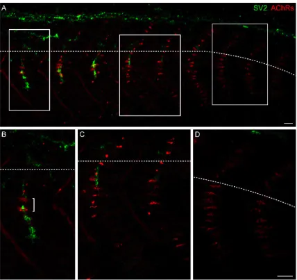 Fig. 1  Location of prepatterned AChR clusters in myotomal muscle.  