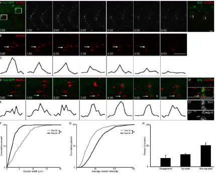 Fig. 2  Dynamics of prepatterned AChR clusters. 