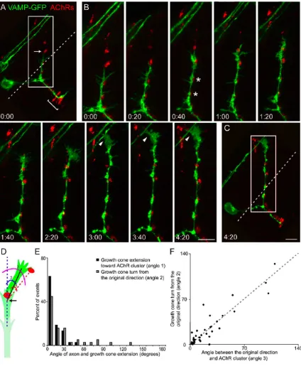 Fig. 3  Motor axon growth cones preferentially extend toward prepatterned AChR 