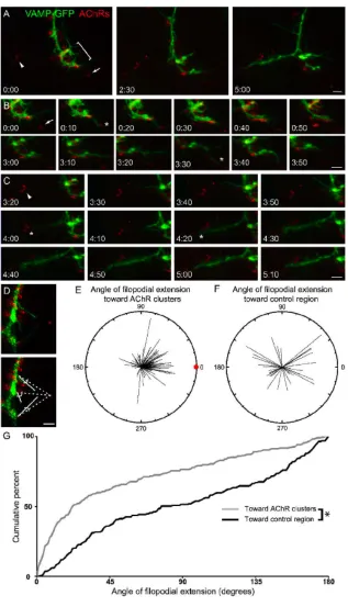 Fig. 4  Motor axon filopodia preferentially extend toward and contact prepatterned 
