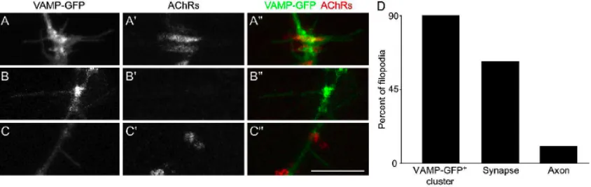 Fig. 5  Filopodia are preferentially extended from synapses. 