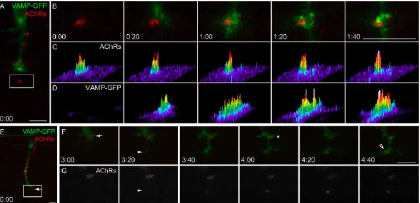 Fig. 6  Postsynaptic AChR clusters precede presynaptic vesicle clusters during 