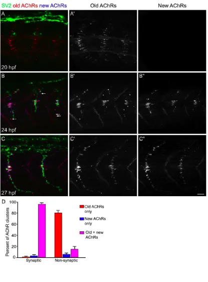Fig. 7  Insertion of new AChRs and redistribution of prepatterned AChRs during 