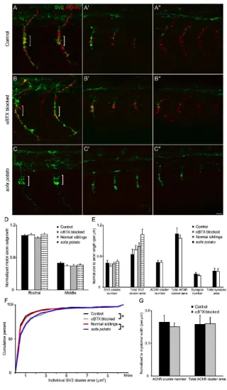 Fig. 8.  AChR activity or AChR clusters are not required for motor axon outgrowth 