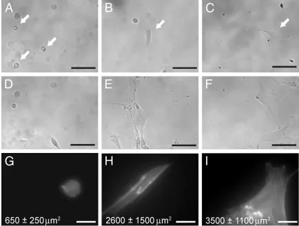 Figure 2.1  Substrate stiffness regulates hMSC shape, spread area and proliferation 