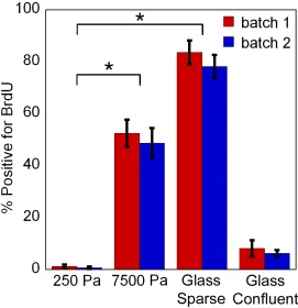 Figure 2.2  A soft substrate suppresses Bromodeoxyuridine uptake by hMSCs 