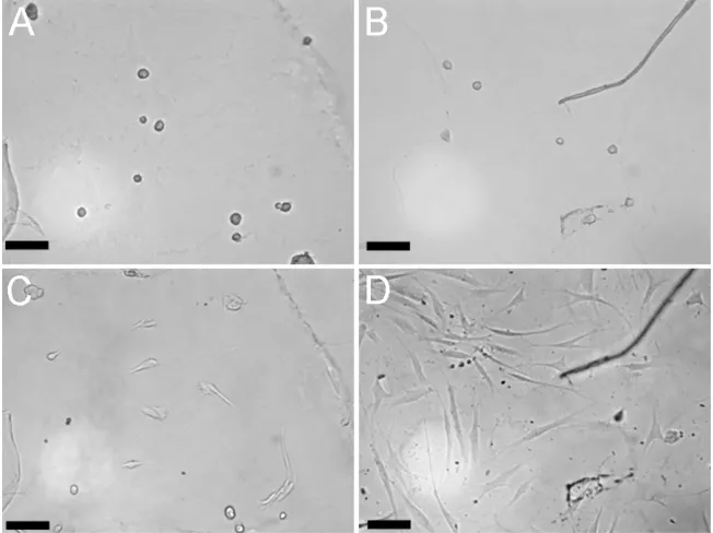 Figure 2.3  Presentation of a hard substrate to cells on a soft gel stimulates spreading and cycle re-entry 