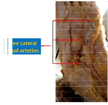 Figure 6. Figure 6. Variation in number of Lateral tarsal artery    