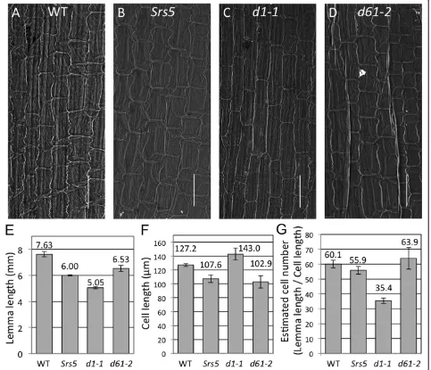 Figure 2 Comparison of inner epidermal cell length of T65,d1-1WT, Srs5, d1-1, and d61-2