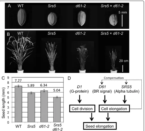 Figure 6 Epistatic test ofmodel of Srs5 and d61-2. (A) Seed morphology of T65, Srs5, d61-2, and Srs5×d61-2