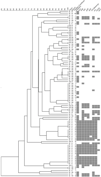 Figure 1. Dendrogram representing all studied isolates grouped according to PFGE type.