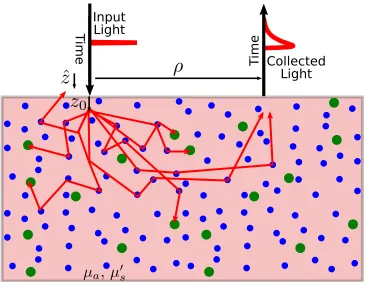 Figure 2.6: Schematic of semi-inﬁnite (remission) geometry DOS, for a measurement on the input plane.