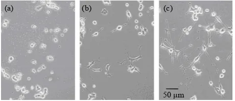 Figure 2. Phase contrast photomicrographs of PC12 cells. (a) control, (b) NGF 50 ng/ml and (c) NGF 50 ng/ml + AGE 2.5 mg/ml