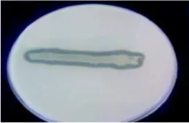 Fig 1: Zone of clearance observed during growth of isolate RkNa2 