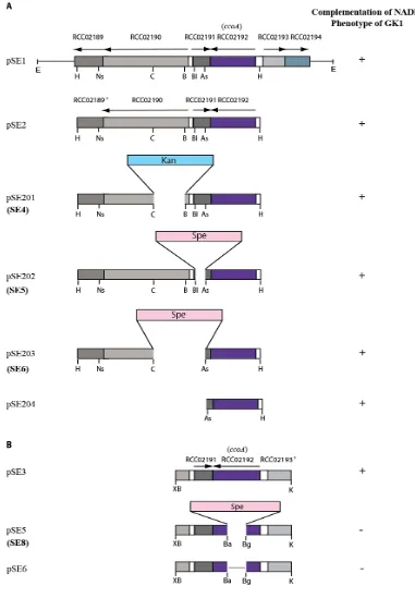 Figure 8:  Restriction map of plasmids pSE1 and pSE2 and their derivatives used to 