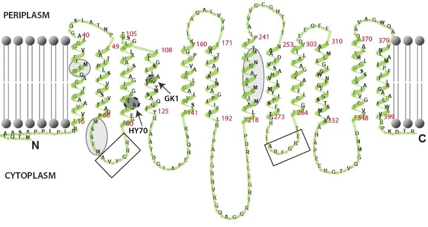 Figure 9: A topological model of CcoA (RCC02192) protein. CcoA protein is 