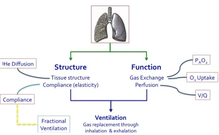 Figure 2.9. The array of structural and functional pulmonary parameters that are in principal measureable by hyperpolarized gas MRI technology