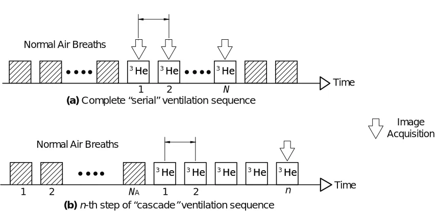 Figure 3.1. Schematic diagram of series of ventilation images requires repeating this sequence (a) the complete serial ventilation sequence, during which one image is acquired after each HP 3He breath (for a total of N images); and (b) the n-th step of cas