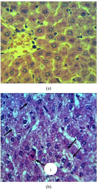 Figure 2 (a)(b)As compared to the control rats 1) in experimental rats 