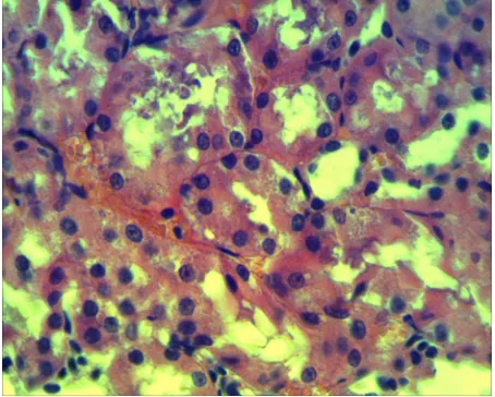 Table 1 tive cell activity of lymphoid spleen follicles using anti- bodies Ki-67 it has been revealed that 7 days after the se- cond introduction of nanoparticles the expression Ki-67 has increased two times in comparison with the control  During the immunohistochemical study of a prolifera-  
