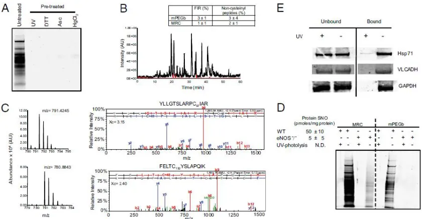 Figure 2.1: Site-specific identification and UV photolysis confirmation of S-nitrosocysteine