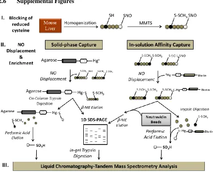 Figure S2.1: Characterization of protein S-nitrosocysteine. (A) The chemical structure of MRC, containing a phenylmercuric acetate functional group tethered to agarose solid-phase resin